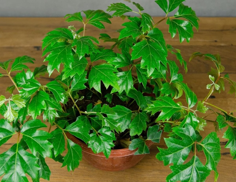 Циссус ромбический Березка