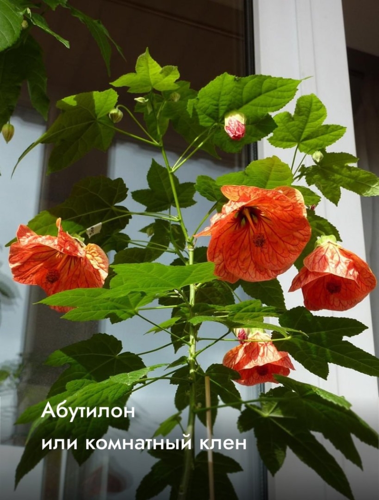 Абутилон гибридный Бельвью
