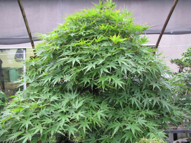 Клён канадский конопля