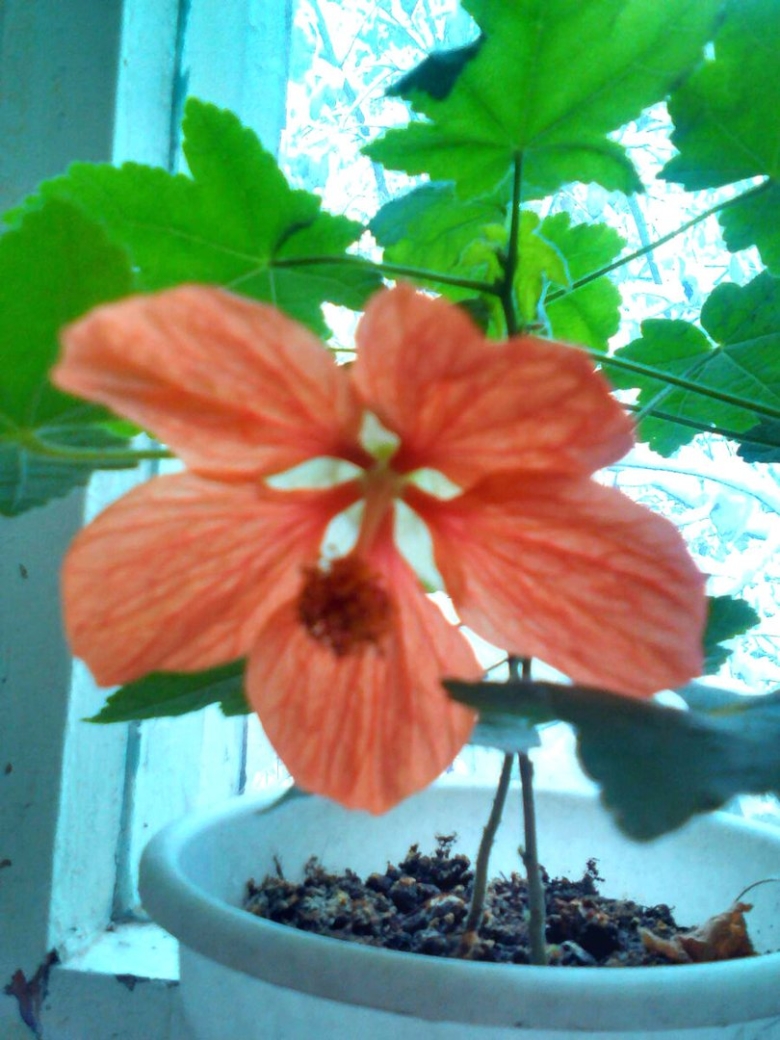 Клён комнатный цветок