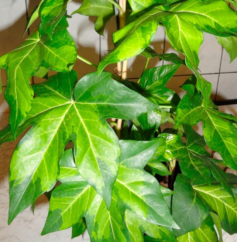 Фатсия вариегатная