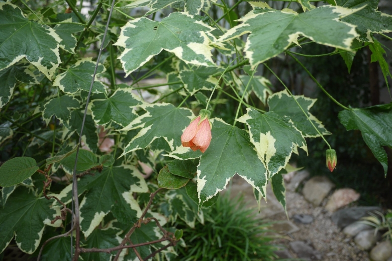 Клен домашний цветок