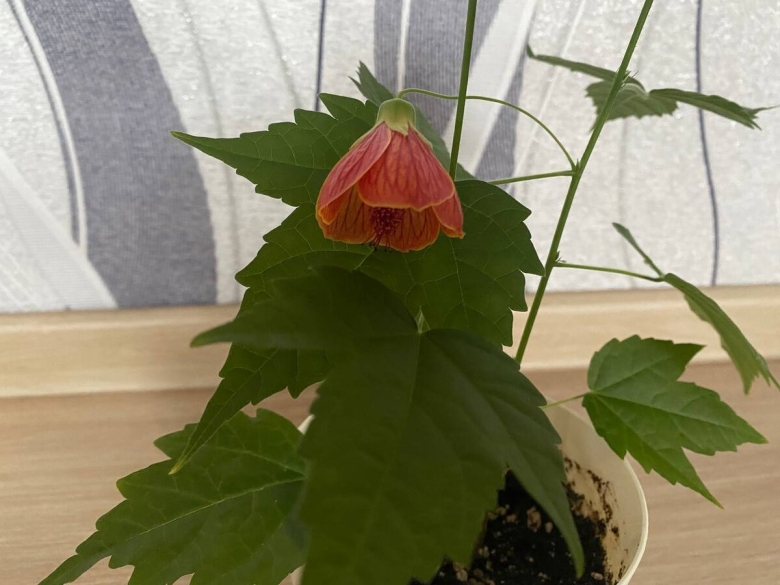 Цветок клен абутилон