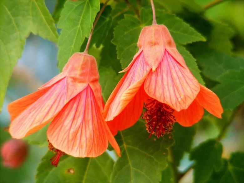 Цветок клен абутилон