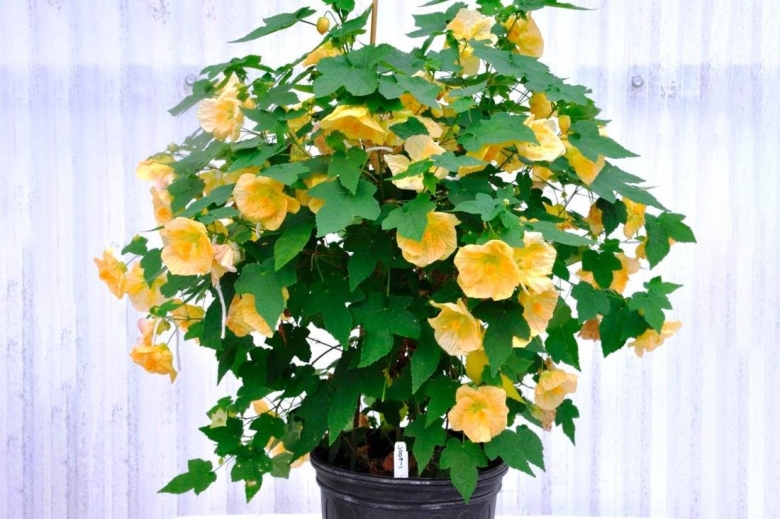 Абутилон комнатный клен