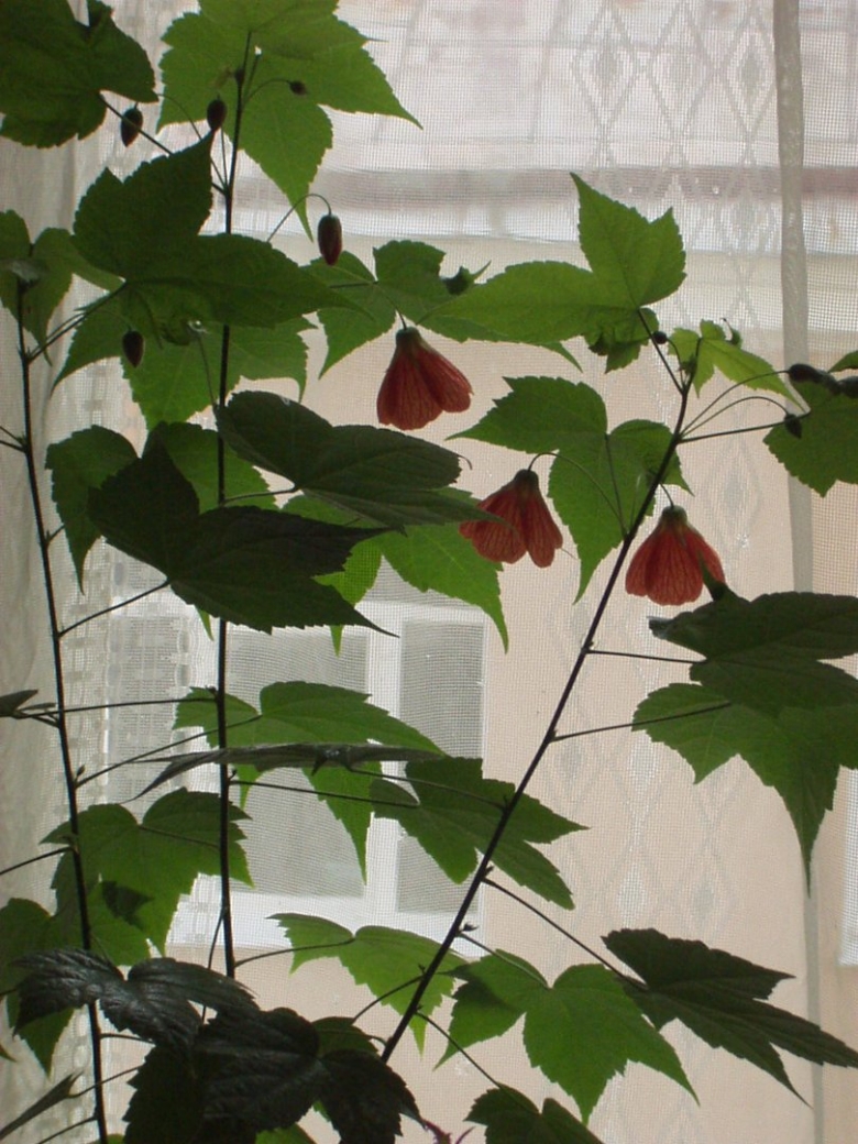 Абутилон комнатный клен