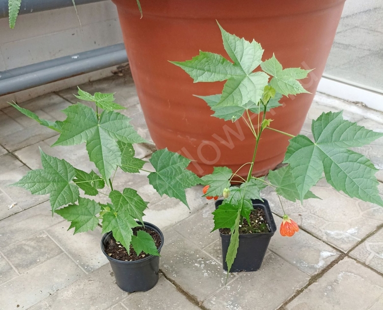 Росток абутилона гибридный