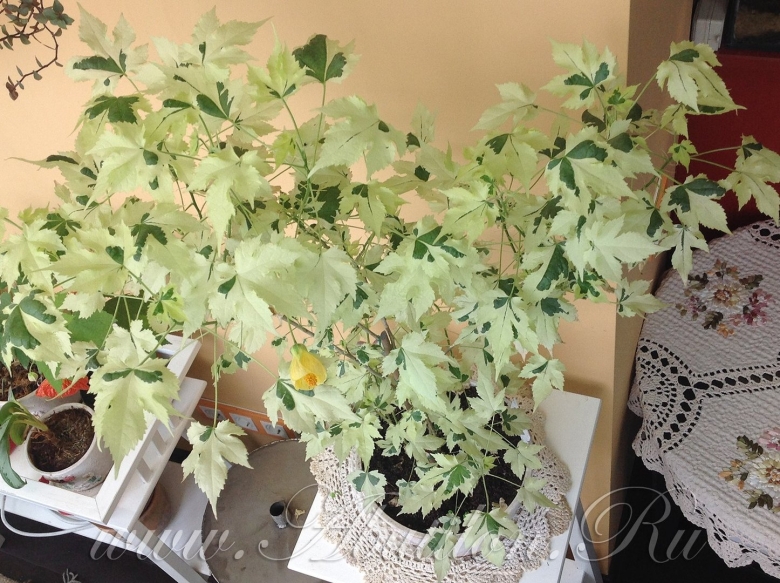 Комнатный клён абутилон