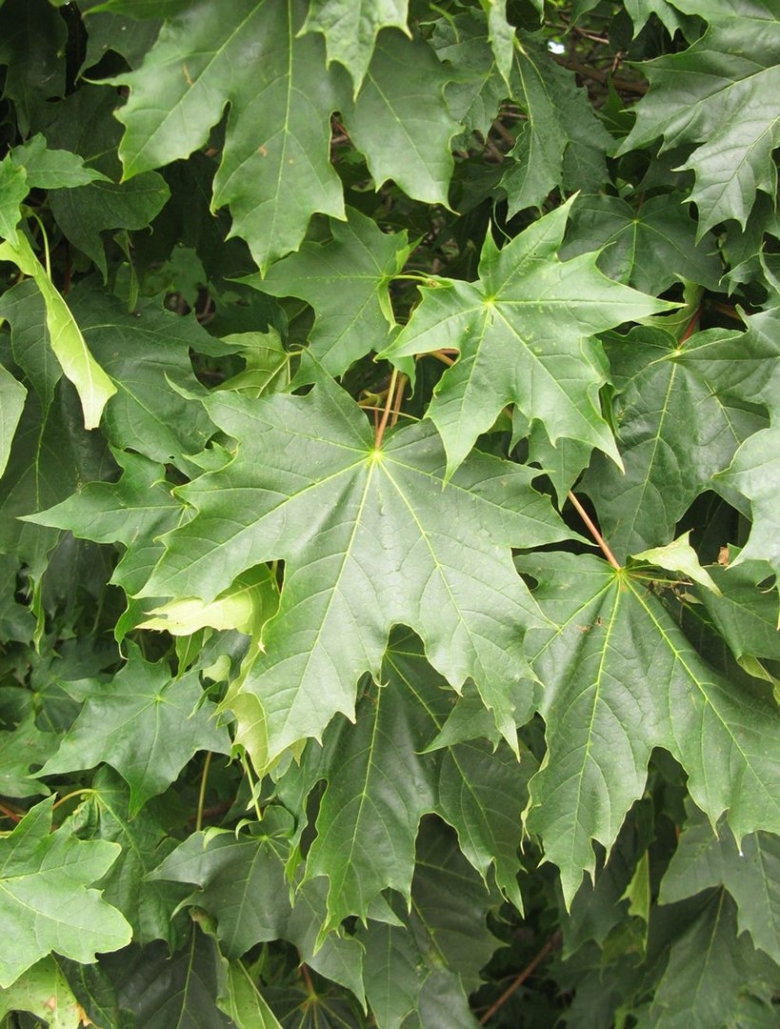 Клен канадский остролистный