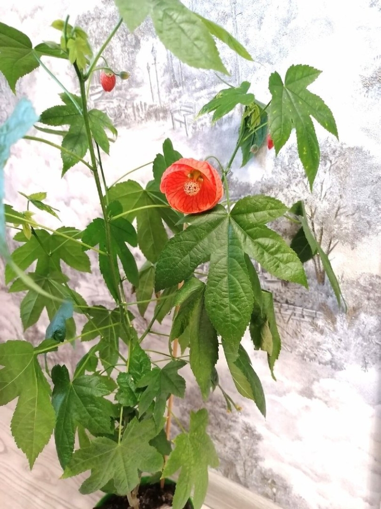 Абутилон комнатный клен