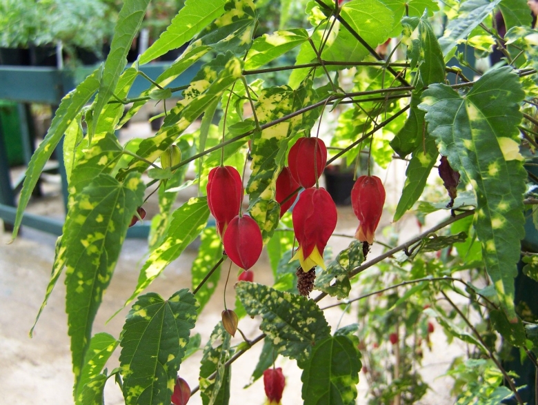 Клен абутилон