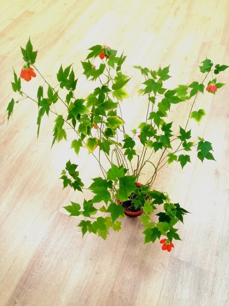 Домашний клён цветок абутилон