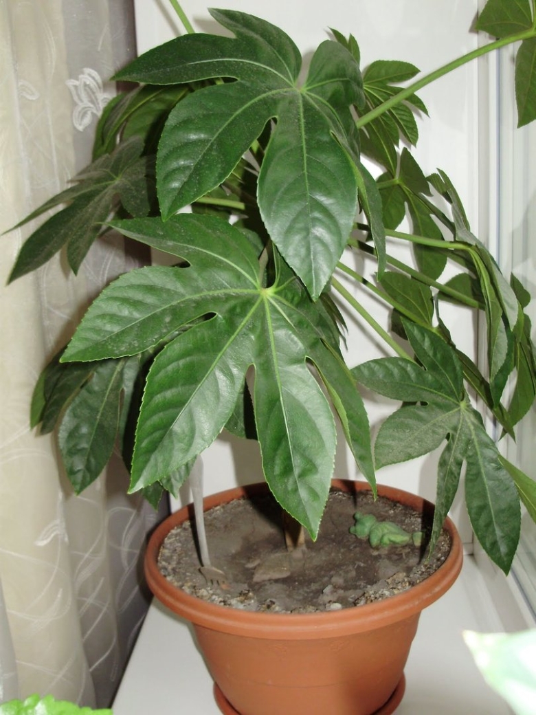 Пальмовые комнатные растения с большими листьями