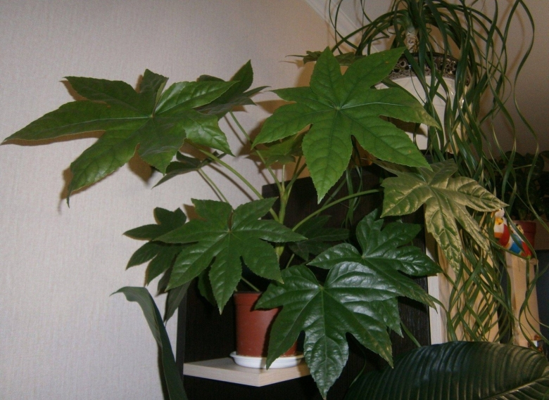 Фатсия японская Аралия