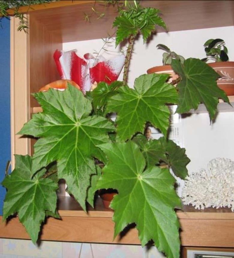 Бегония Империалис