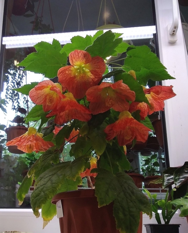 Клен абутилон