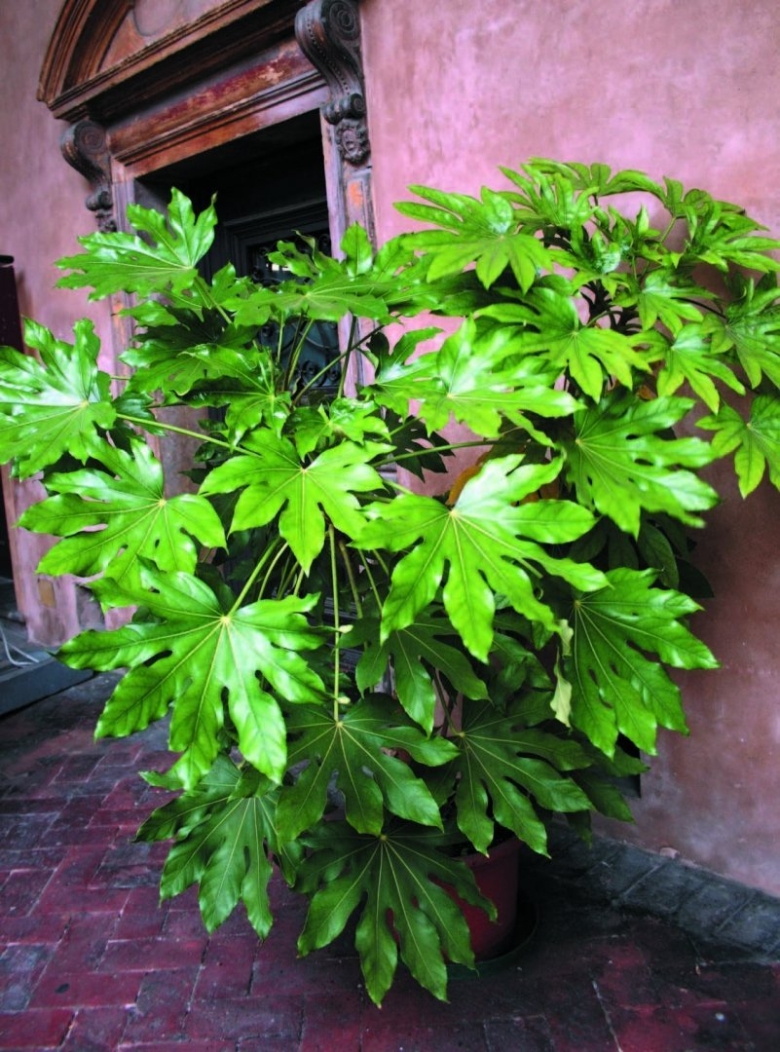 Зеленый Оазис комнатные растения