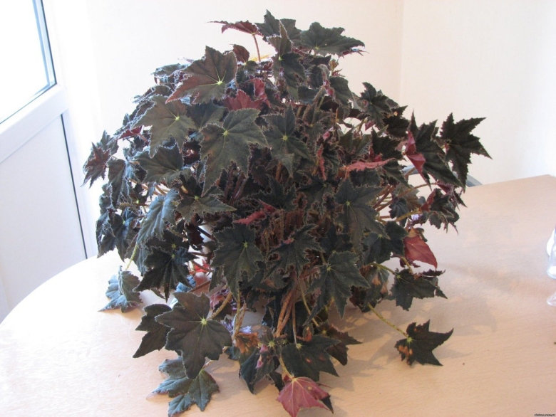 Бегония декоративнолиственная Клеопатра