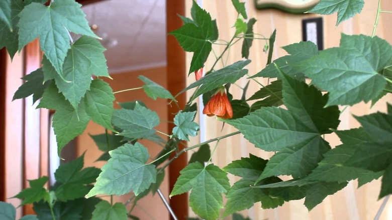 Абутилон мегапотамский