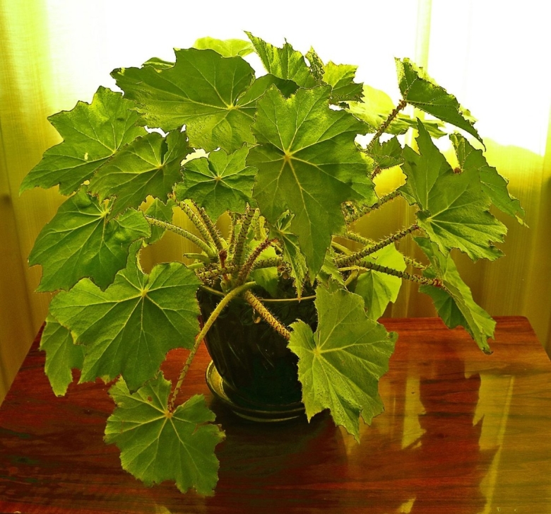 Бегония воротничковая Криспа