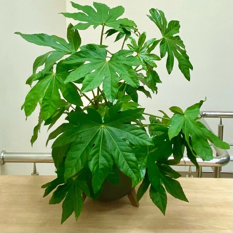 Фатсия китайская