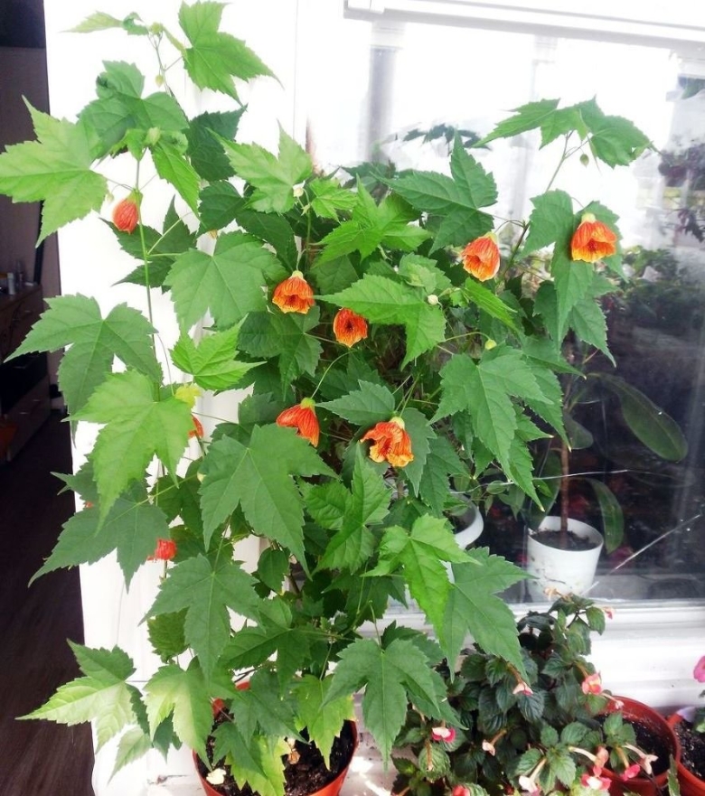 Абутилон комнатный клен