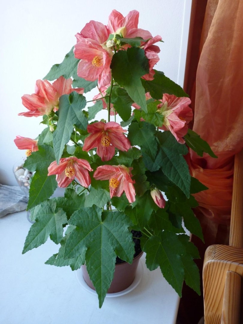 Комнатный клён абутилон