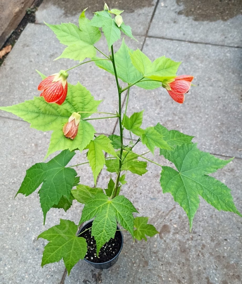 Абутилон дерево клен