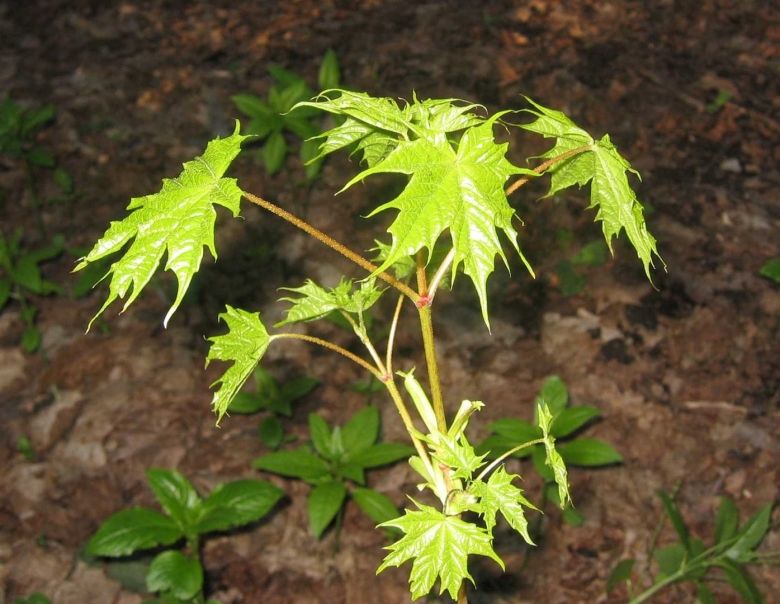 Росток клена остролистного