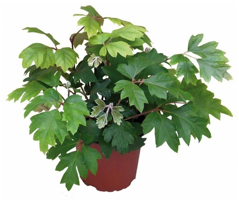 Циссус Элен Даника