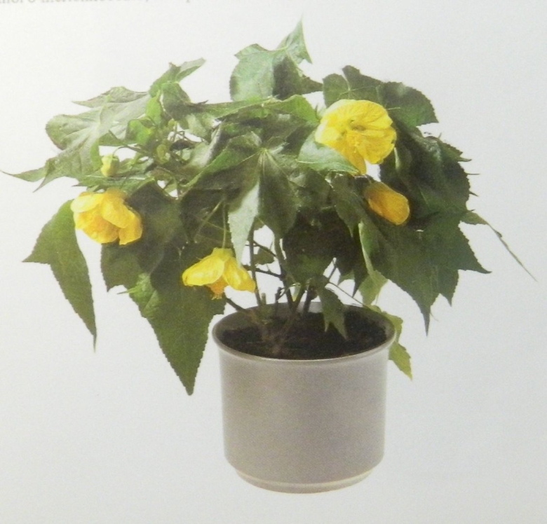 Абутилон цветок комнатный