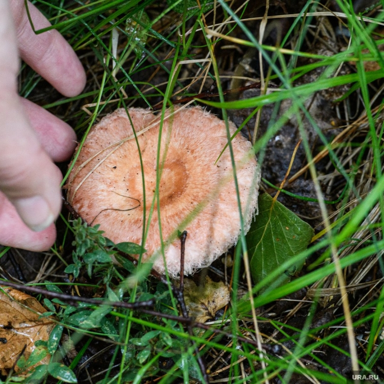 Грибы в Челябинской области