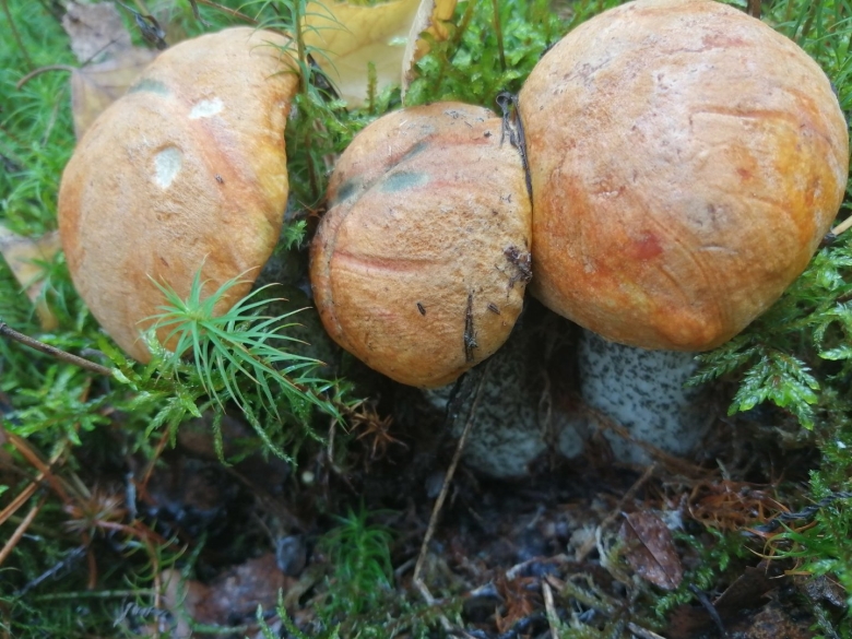 Больбитус золотистый гриб