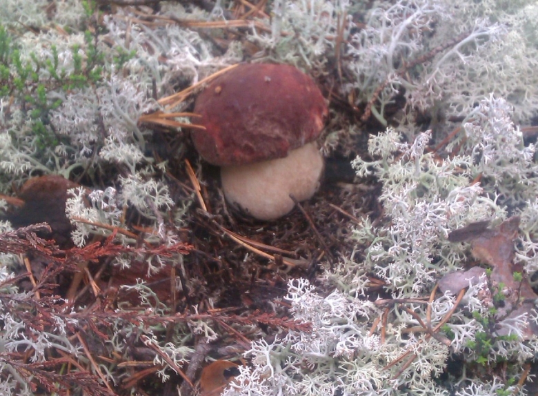 Съедобные грибы Республики Коми