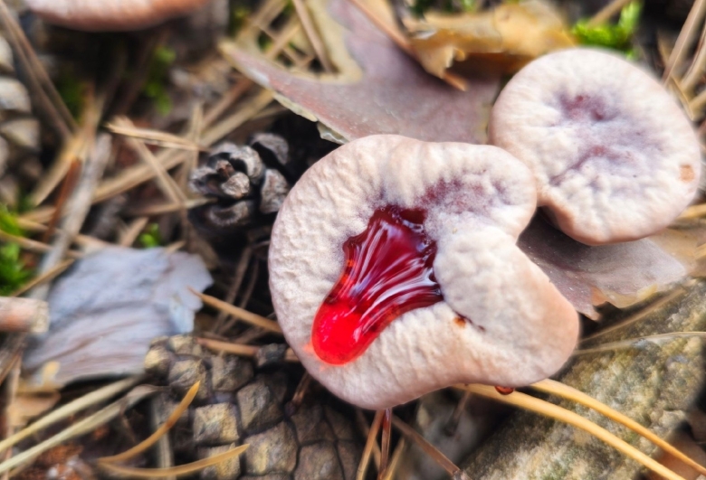 Кровоточащий зуб гриб