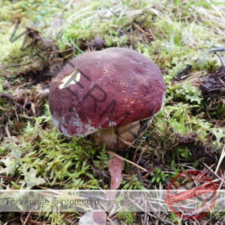 Грибы Морозики фото и описание