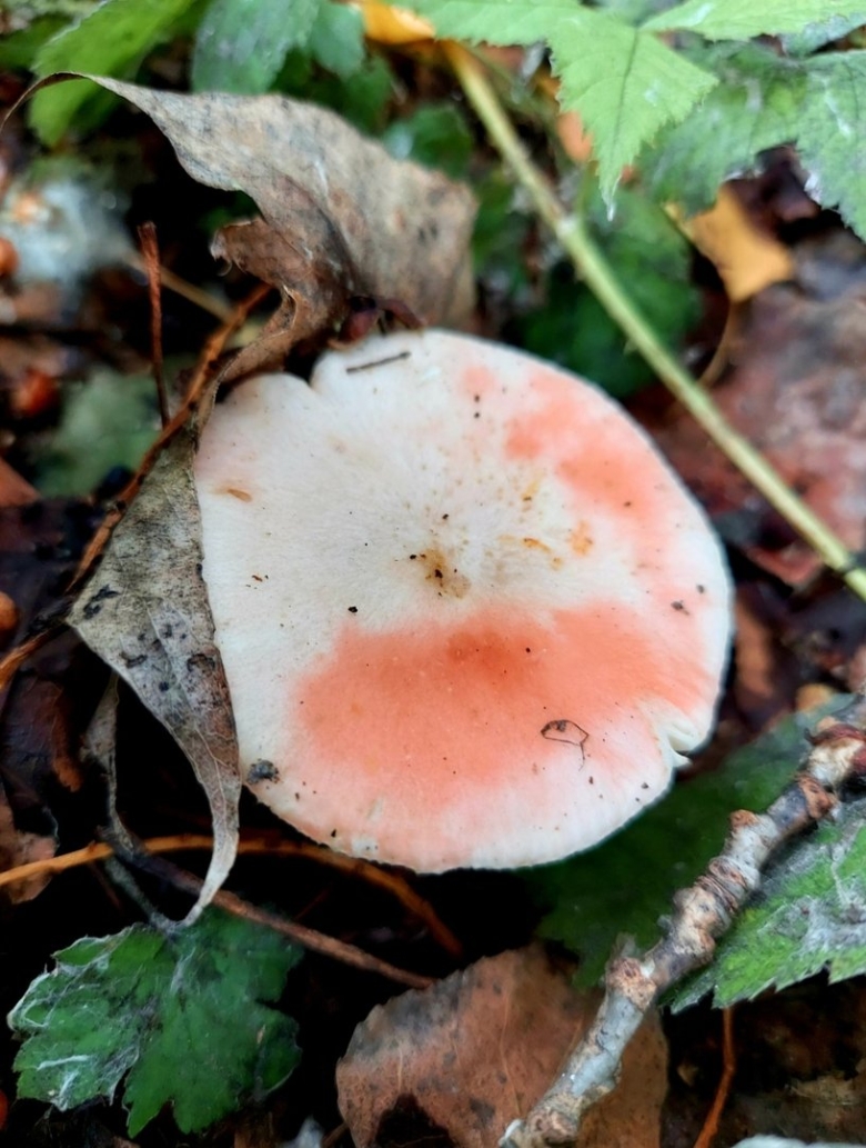 Гриб Родотус дланевидный