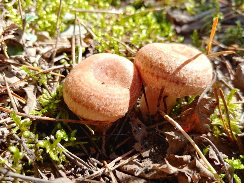 Грибы Новгородской области