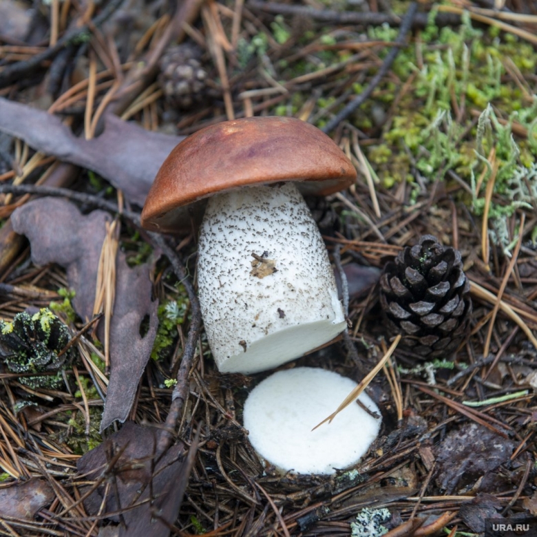 Подосиновик сосновый