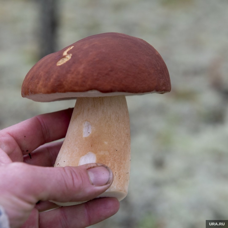 Собираем грибы