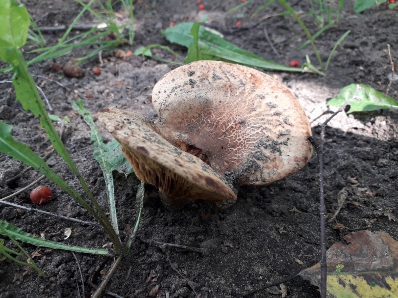 Свинушки Скопинский район