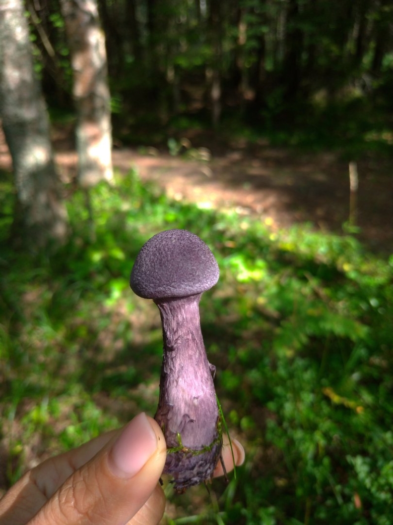 Паутинник фиолетовый гриб