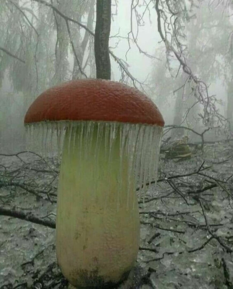 Чудеса природы грибы