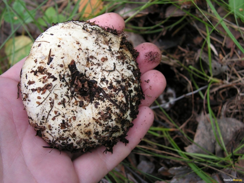 Грибы похожие на трюфель в средней полосе
