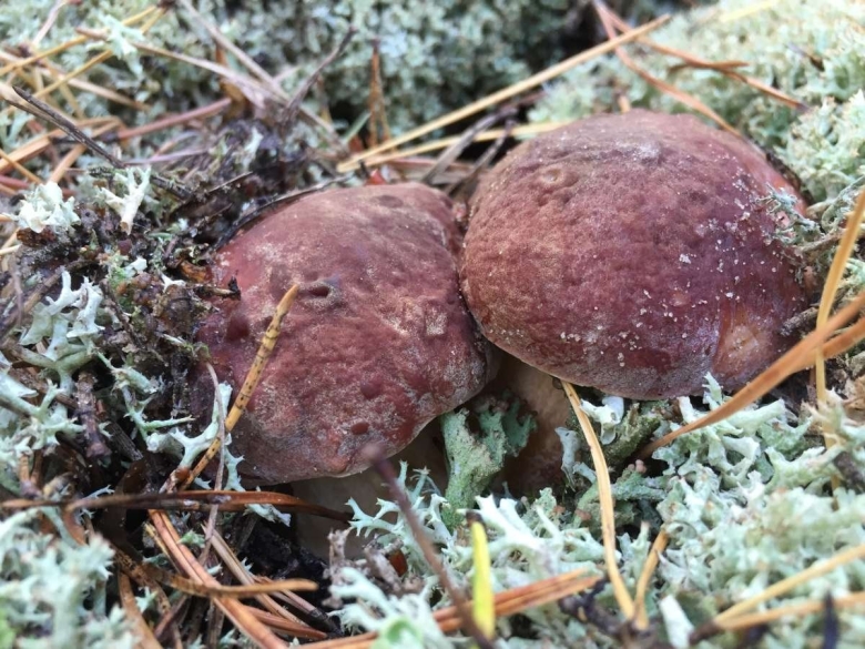 Съедобные грибы Воронежской области