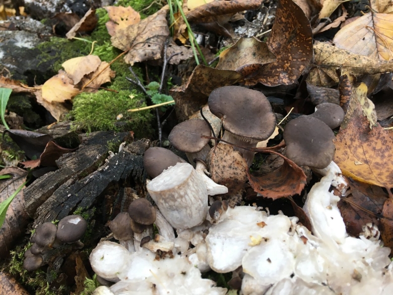 Рядовка скученная гриб