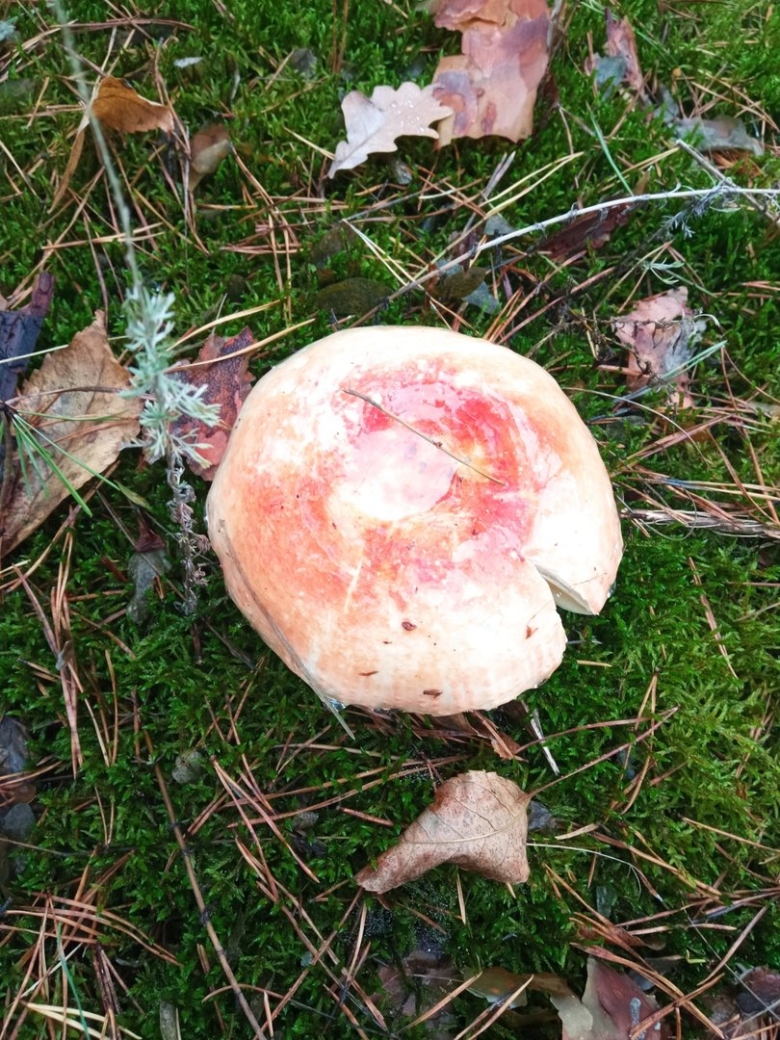 Грибы Воронежской области