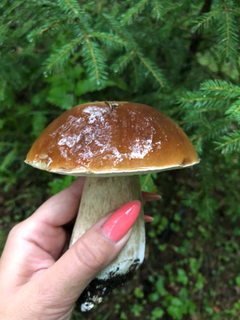 Гриб с сыром кремета