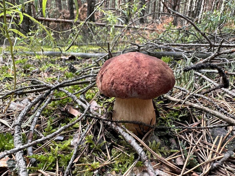 Белый гриб еловый