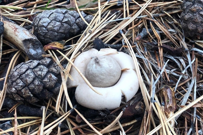 Необычные грибы